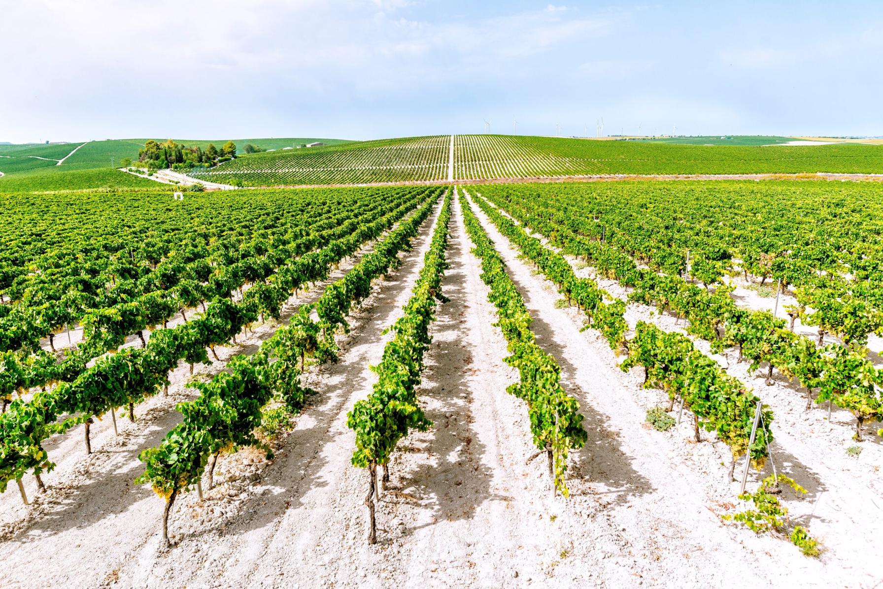 Viñedos y bodegas del Marco de Jerez